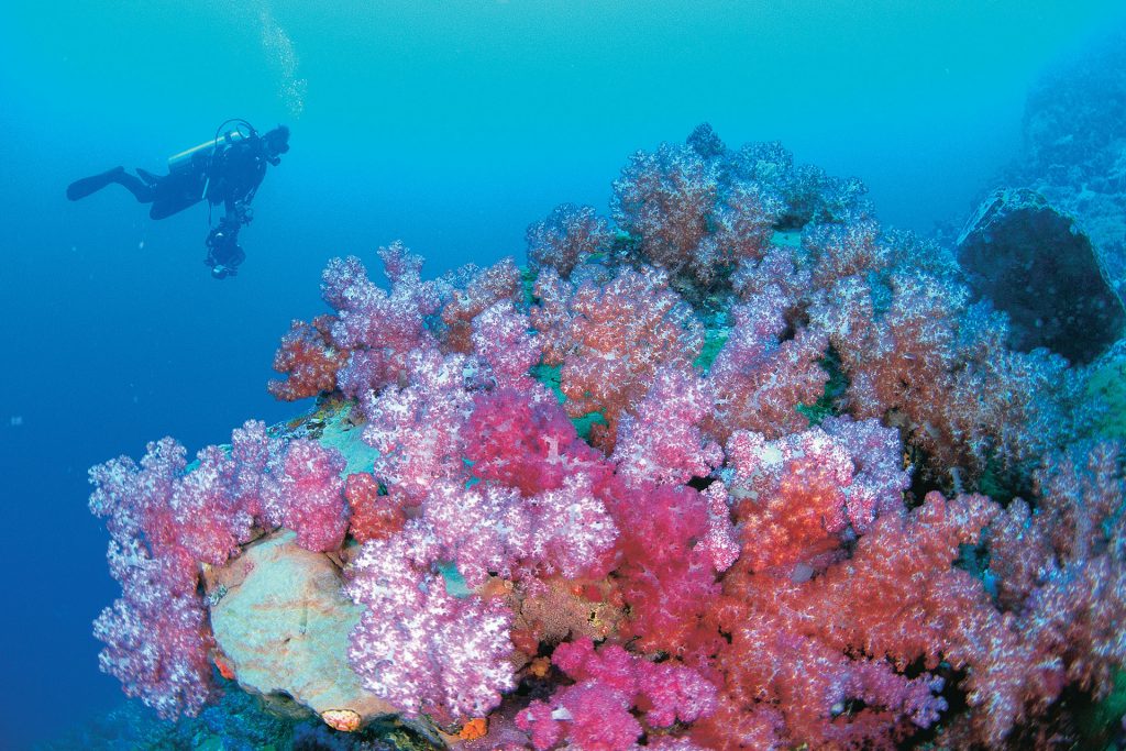 Diver with coral in Ningaloo Marine Park. 