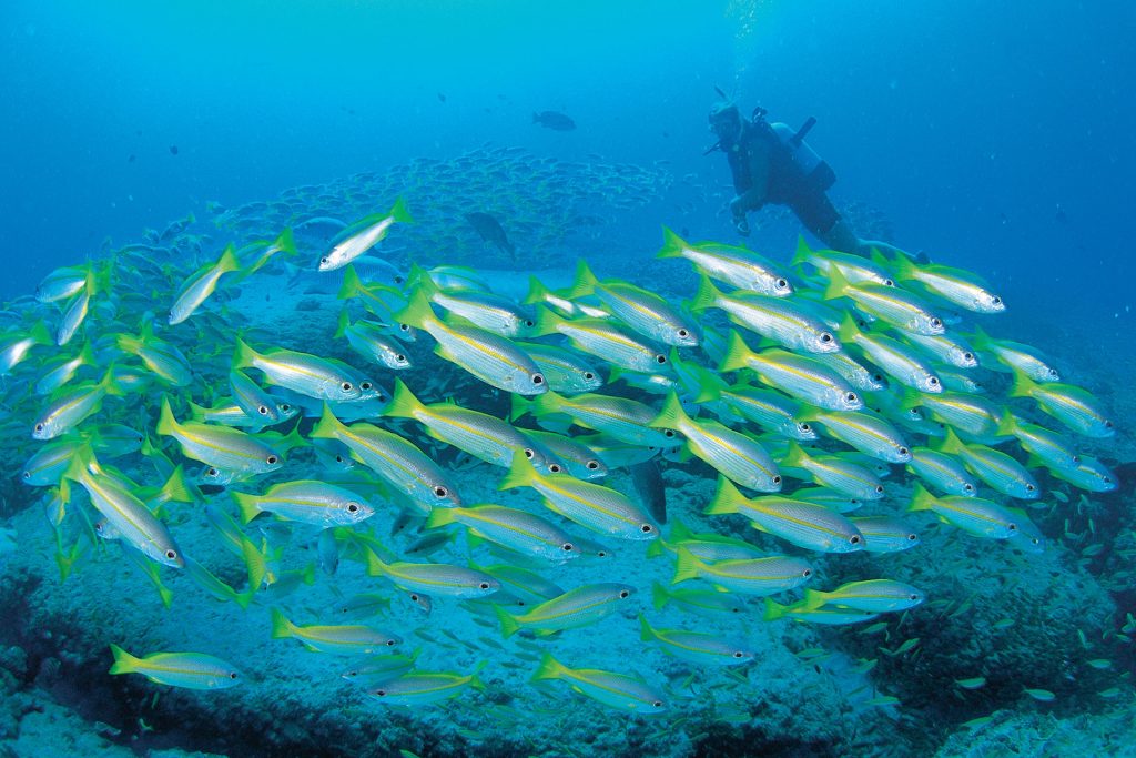 School of yellow stripe goatfish (Mullidae) and a diver near Exmouth.