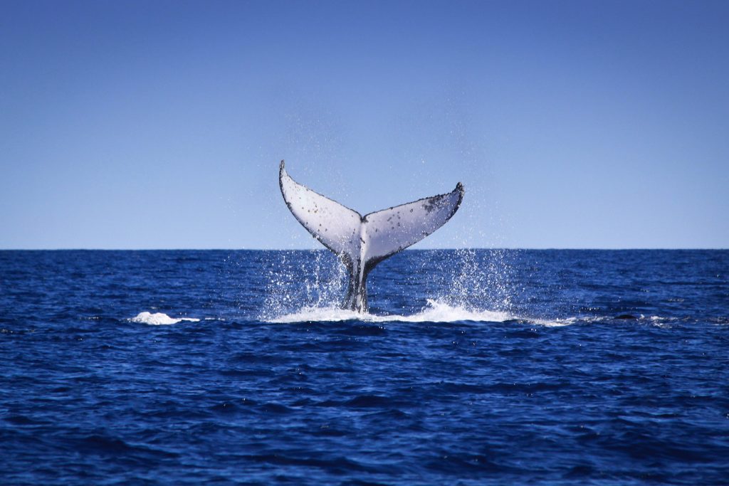 Humpback whale. Photo credit: Marc Russo