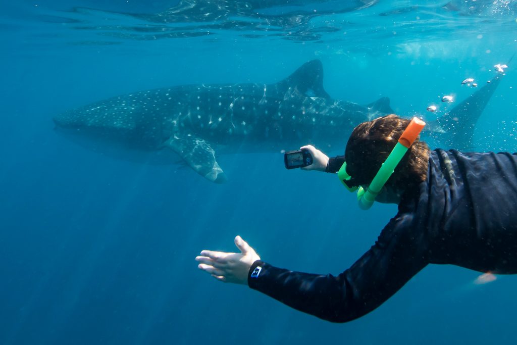 Swimming with whale shark (Rhincondon typus)