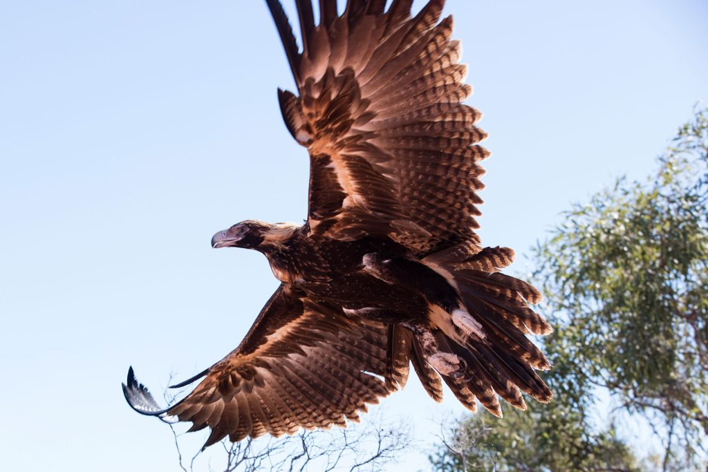 Wedge-tailed eagle (Aquila audax). Photo credit: Tourism Western Australia