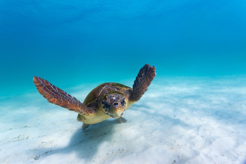 Sea turtles are another big attraction for the region. Photo credit: Tourism Western Australia