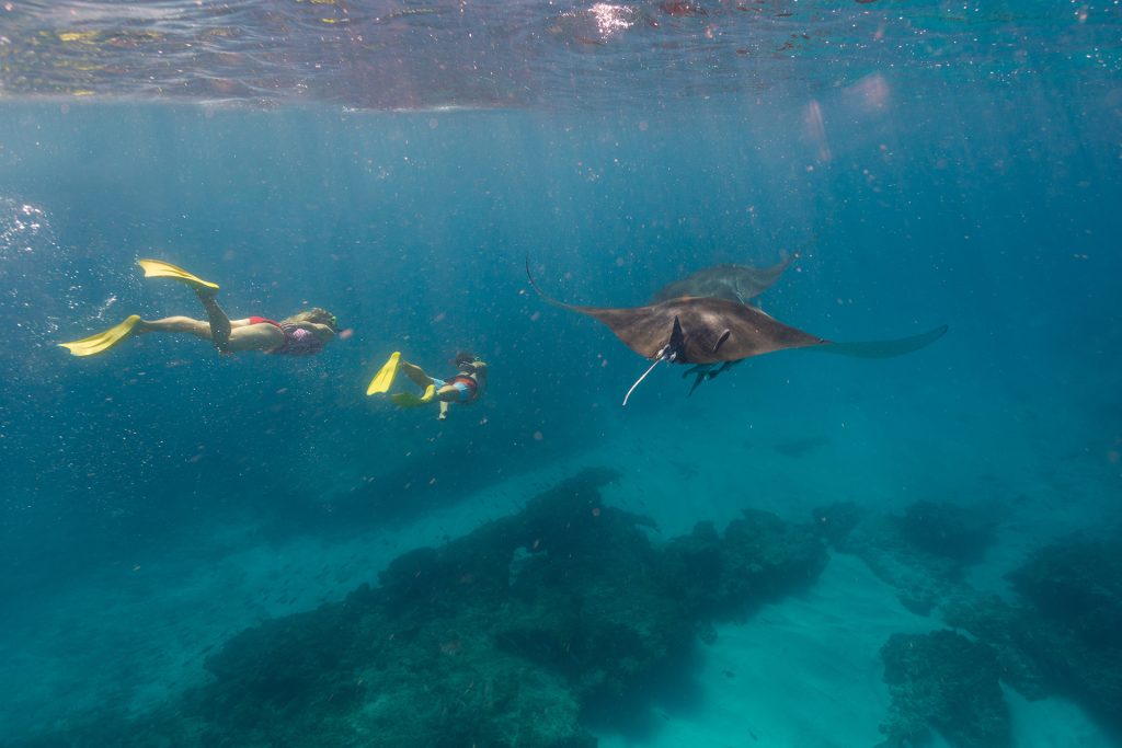 Swimming with mantra rays in Coral Bay. Photo credit: Tourism Western Australia.
