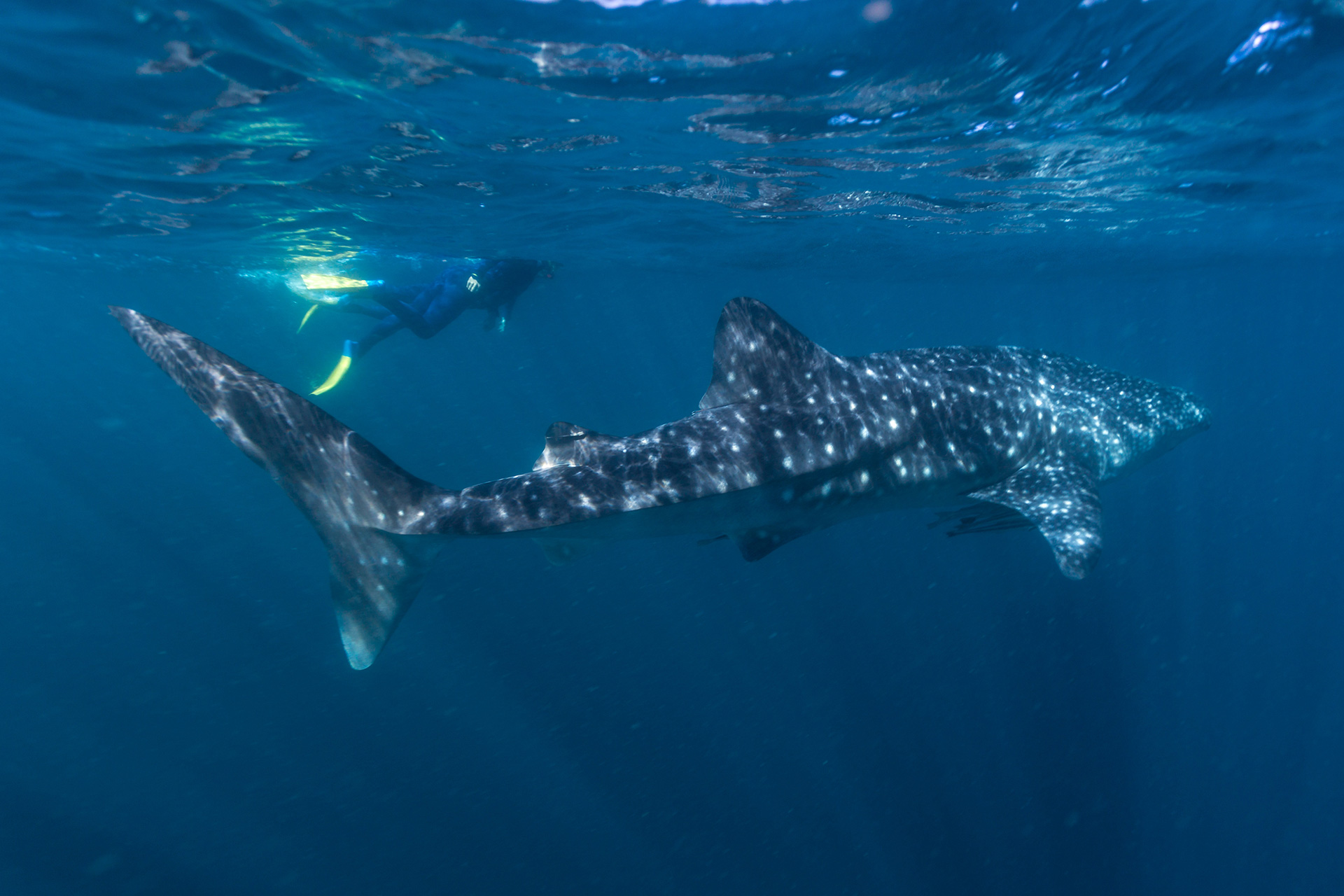 Swimming with whale shark (Rhincondon typus). Photo credit: Tourism Western Australia