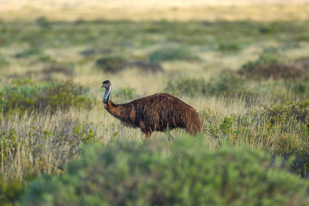 Emu in the Cape Range National Park