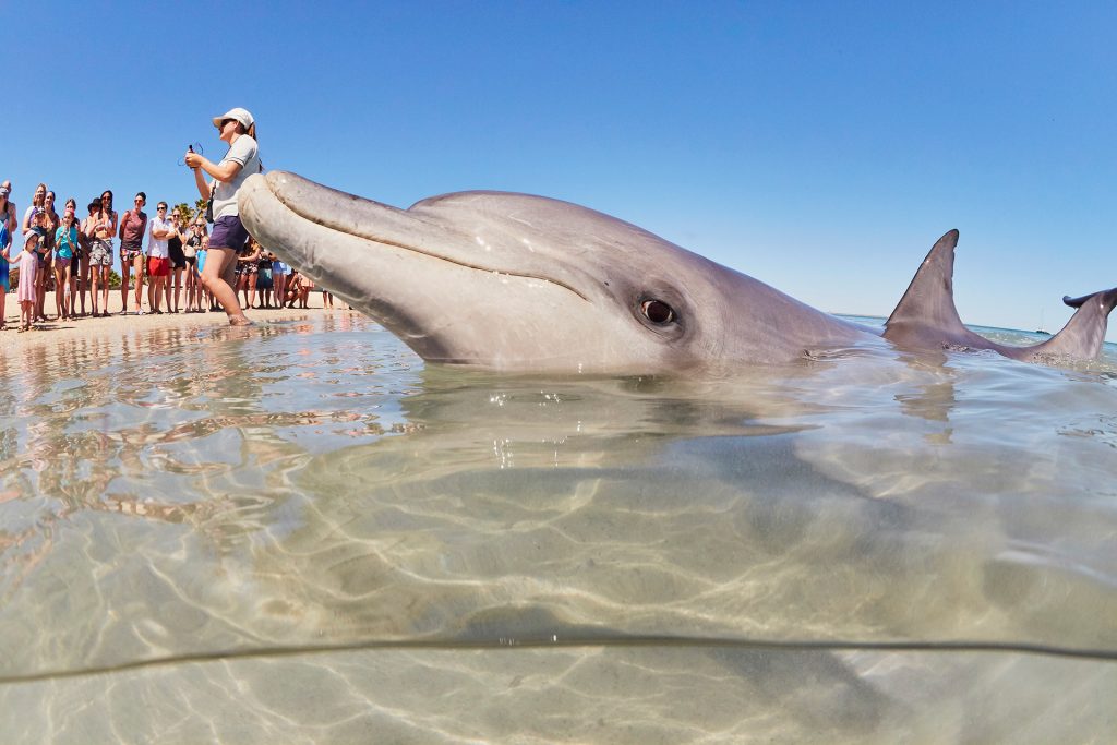 Monkey Mia is one of the most reliable places in Australia to interact and see the local bottlenose dolphins in their natural habitat