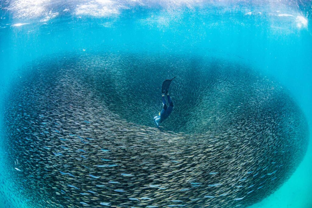 Shoal of Fish, Ningaloo Reef. Photo credit: Tourism Western Australia