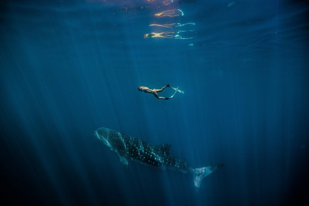 Swimming whale shark (Rhincodon typus), Ningaloo Marine Park.