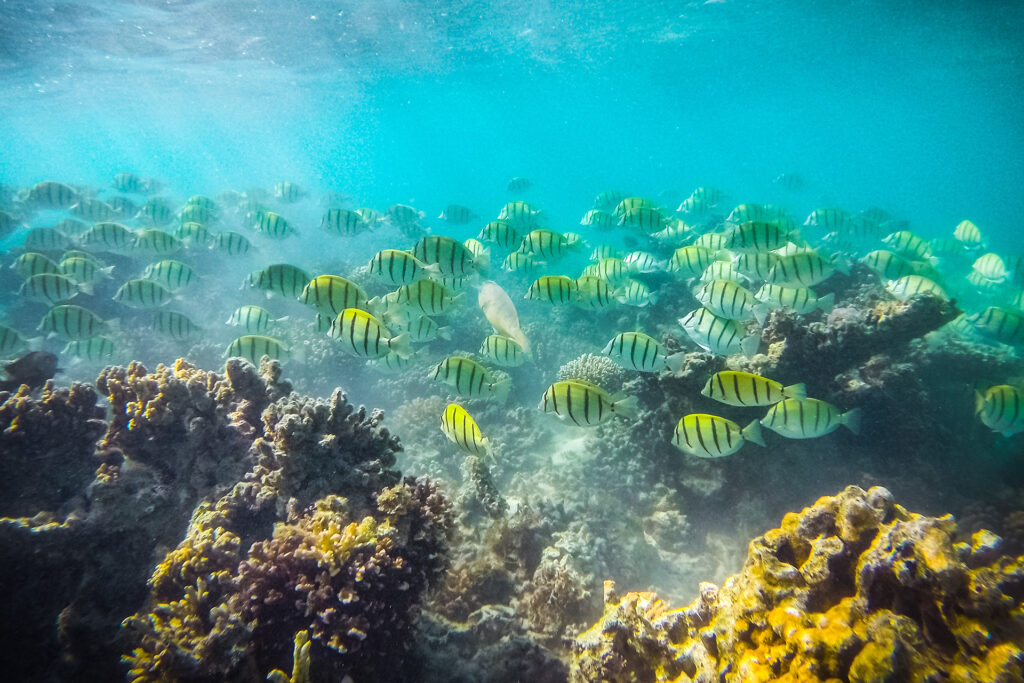 Ningaloo Reef