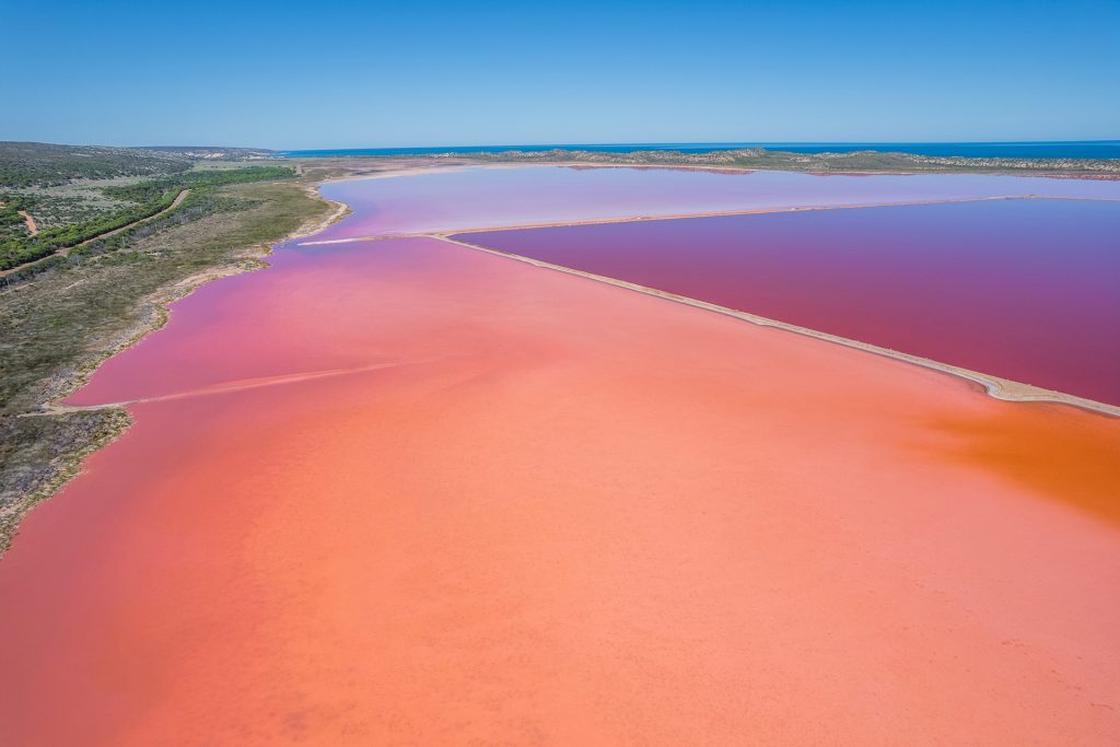Hutt Lagoon the pink lake near Kalbarri in Western Australia. Photo credit: Tse Yin Chang
