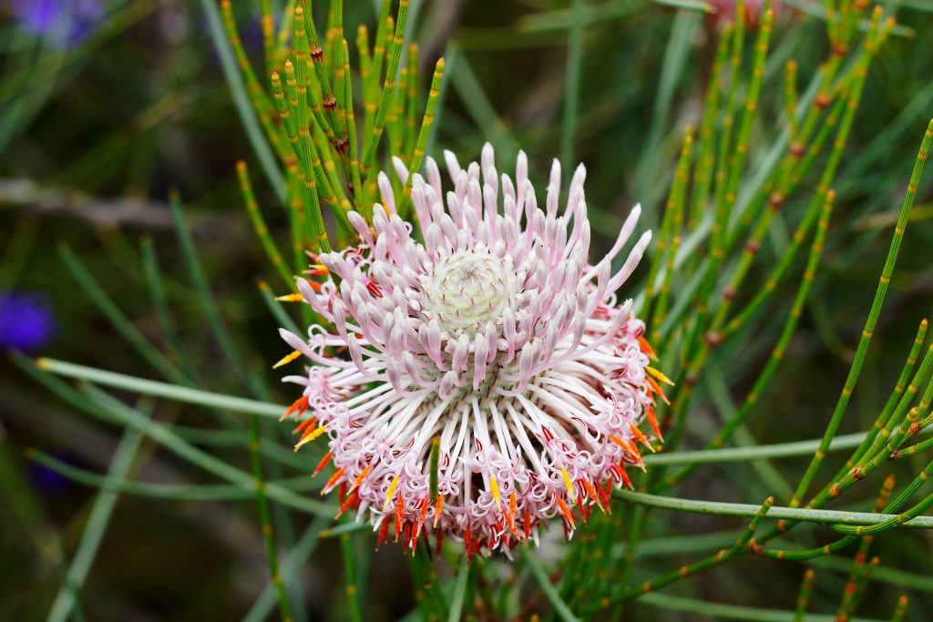 One of the many wildflowers found in Kalbarri National Park