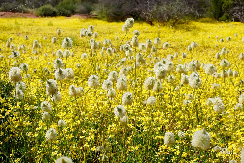 Wildflowers are abundance during July to October.