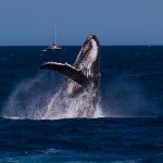 Humpback whale breaching powerfully off the coast of Western Australia