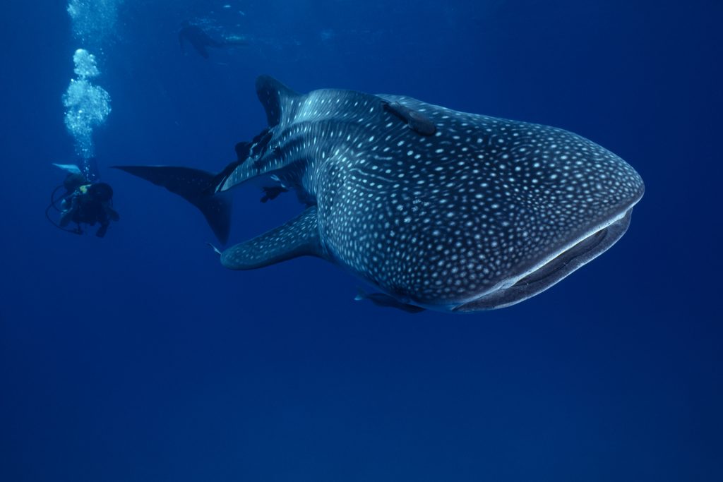 Swimming with whale shark